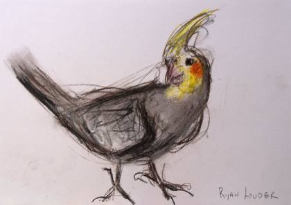 Cockatiel - Cheeky Glance, painting by Ryan Louder