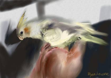 Cockatiel In The Sun, painting by Ryan Louder