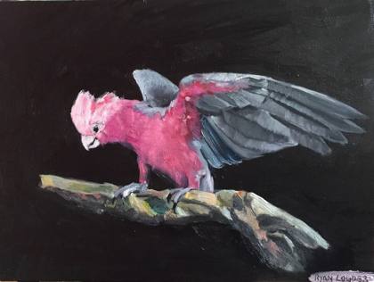 Galah, painting by Ryan Louder