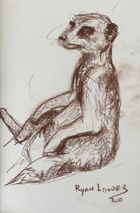 Meerkat Study - wildlife drawing, painting by Ryan Louder
