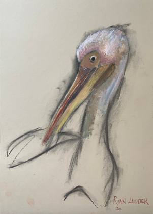 Pelican In St James Park Study 12x16, painting by Ryan Louder
