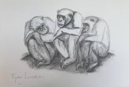 Three Chimpanzees 14x18 Wildlife Artwork, painting by Ryan Louder